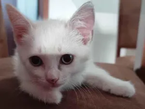 Gato raça RND idade 2 a 6 meses nome Mia