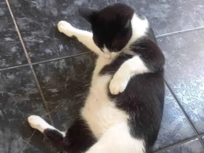 Gato ra a Frajola idade 7 a 11 meses nome Frajola