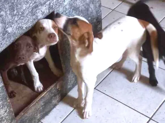 Cachorro ra a Misto Foxhound e pitbull idade 2 a 6 meses nome  6 filhotes sem nome