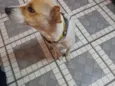 Mel