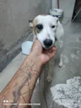 Safira