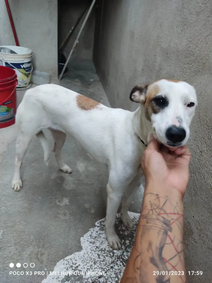 Cachorro ra a SRD-ViraLata idade 2 a 6 meses nome Safira 
