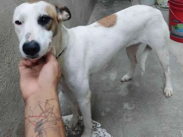Cachorro ra a SRD-ViraLata idade 2 a 6 meses nome Safira 