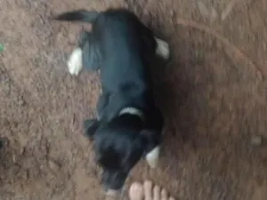 Cachorro raça SRD-ViraLata idade 7 a 11 meses nome Bolinha