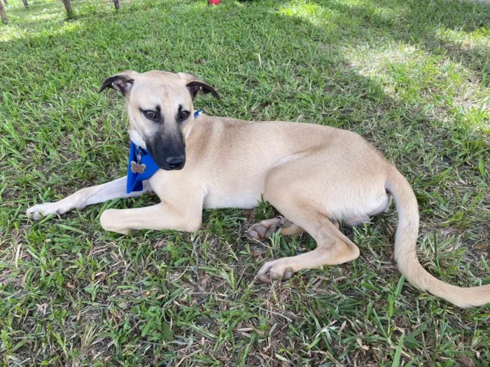 Cachorro ra a SRD-ViraLata idade 7 a 11 meses nome Theo