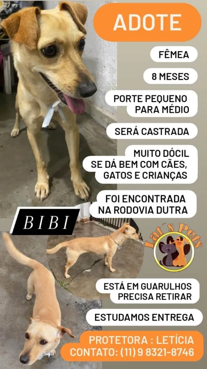Cachorro ra a  idade 7 a 11 meses nome Bibi