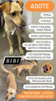 Bibi
