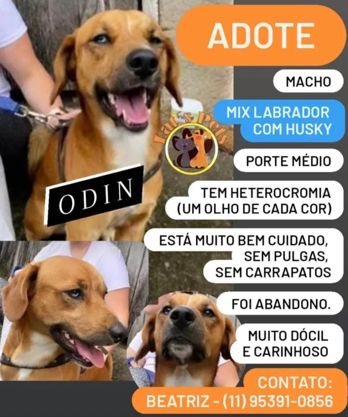 Cachorro ra a  idade 1 ano nome Odin