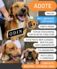 Odin