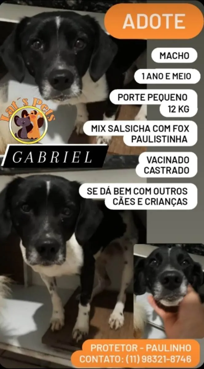 Cachorro ra a SRD-ViraLata idade 1 ano nome Gabriel