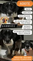 Gabriel
