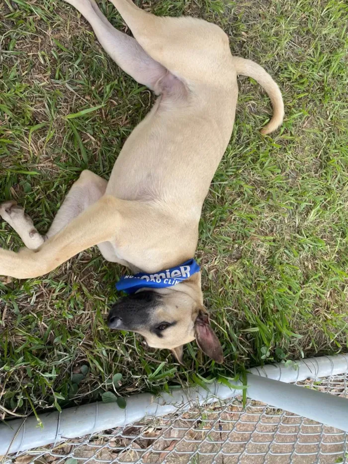Cachorro ra a SRD-ViraLata idade 7 a 11 meses nome Theo
