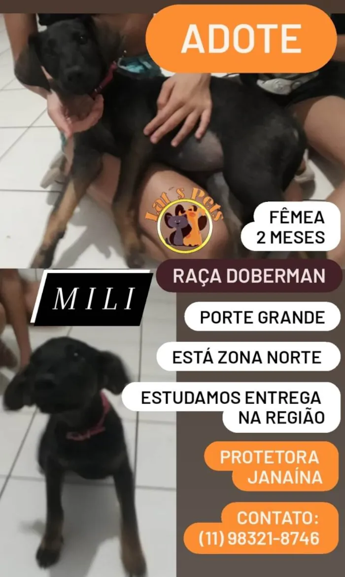 Cachorro ra a Dobermann idade 2 a 6 meses nome Mili