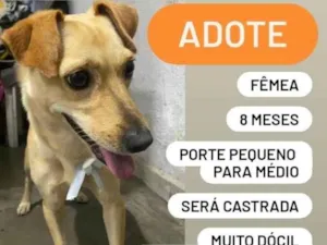 Cachorro raça  idade 7 a 11 meses nome Bibi