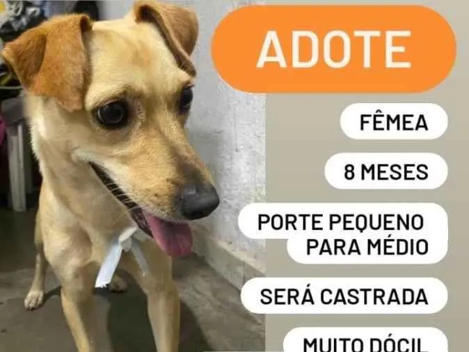 Cachorro ra a  idade 7 a 11 meses nome Bibi