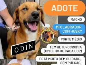 Cachorro raça  idade 1 ano nome Odin