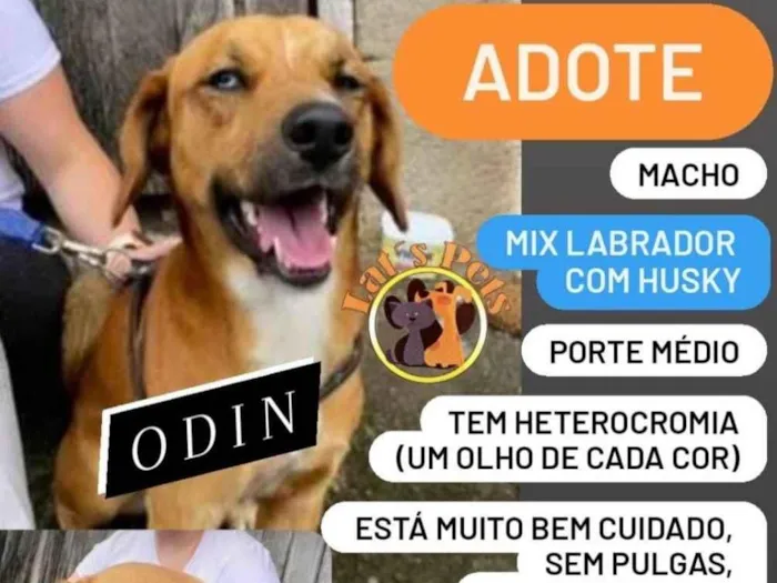 Cachorro ra a  idade 1 ano nome Odin