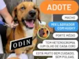 Odin