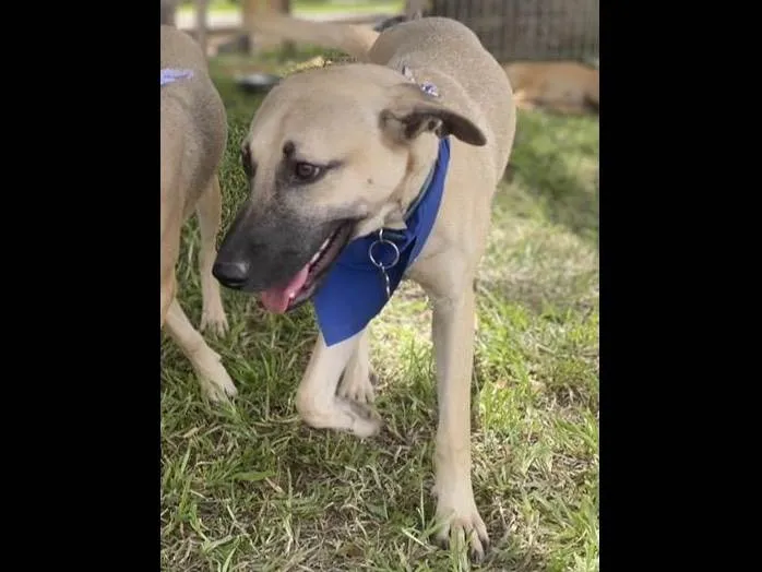 Cachorro ra a SRD-ViraLata idade 7 a 11 meses nome Theo