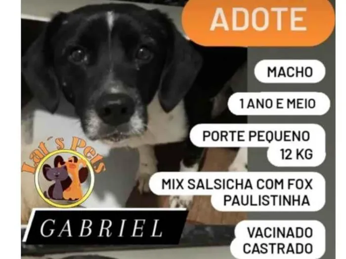 Cachorro ra a SRD-ViraLata idade 1 ano nome Gabriel
