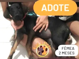 Cachorro raça Dobermann idade 2 a 6 meses nome Mili