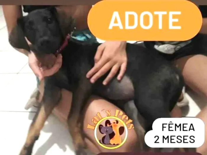 Cachorro ra a Dobermann idade 2 a 6 meses nome Mili