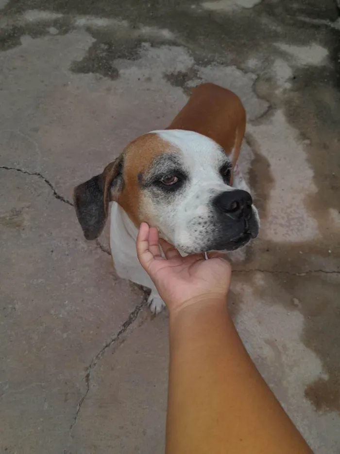 Cachorro ra a Boxer idade 6 ou mais anos nome Hércules 