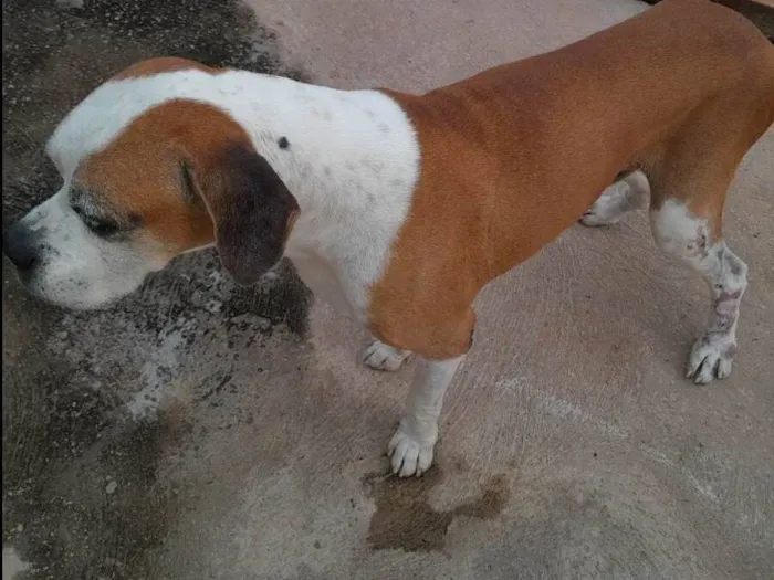 Cachorro ra a Boxer idade 6 ou mais anos nome Hércules 