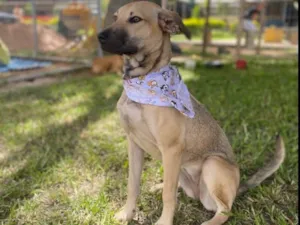 Cachorro raça SRD-ViraLata idade 7 a 11 meses nome Duda