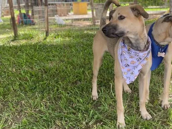 Cachorro ra a SRD-ViraLata idade 7 a 11 meses nome Duda
