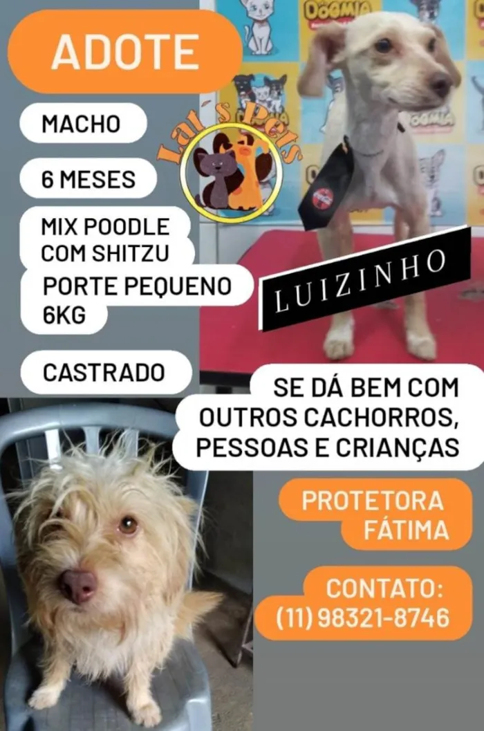 Cachorro ra a Mix de poodle com shitzau idade 2 a 6 meses nome Luizinho