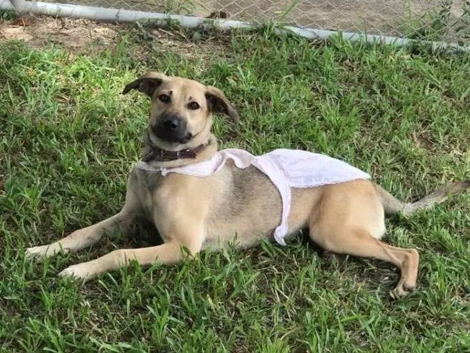 Cachorro ra a SRD-ViraLata idade 7 a 11 meses nome Duda