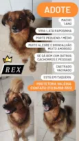 Rex