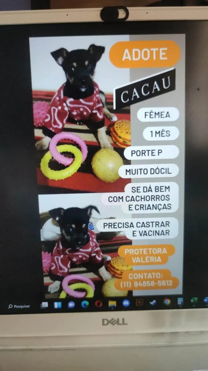 Cachorro ra a SRD-ViraLata idade Abaixo de 2 meses nome Cacau