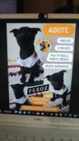 Feroz