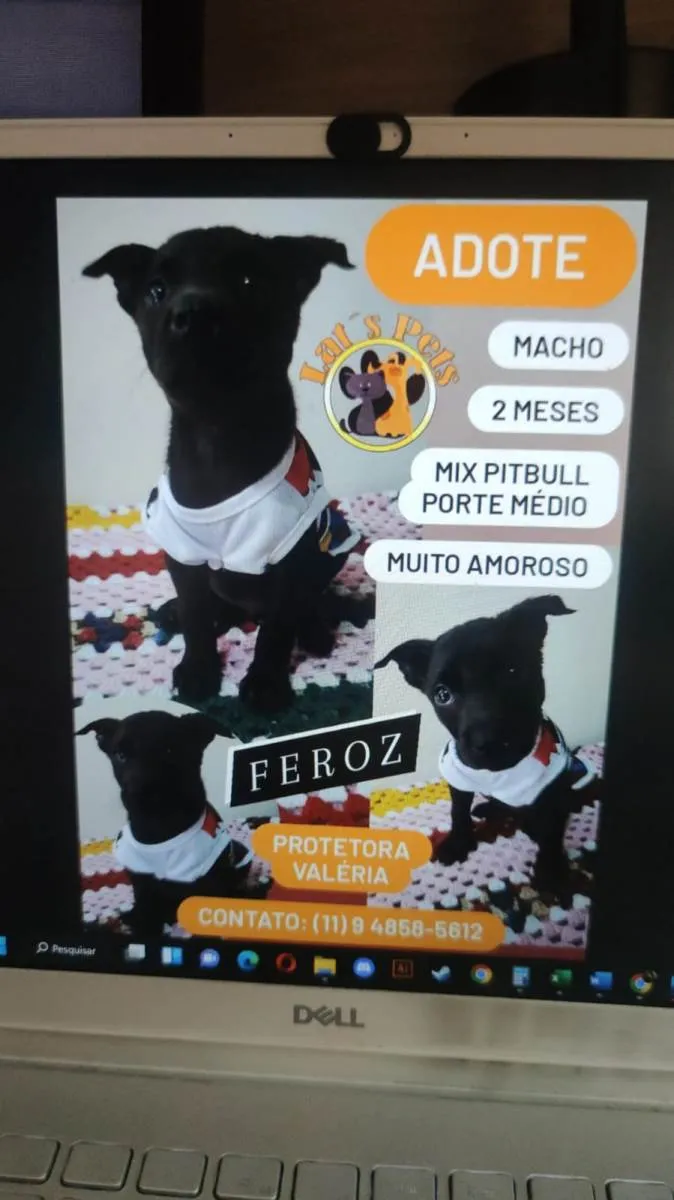 Cachorro ra a Mix de pitbull idade 2 a 6 meses nome Feroz