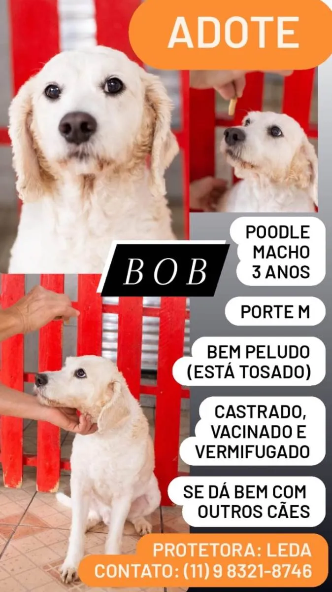 Cachorro ra a Poodle idade 3 anos nome Bob