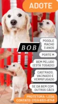 Bob