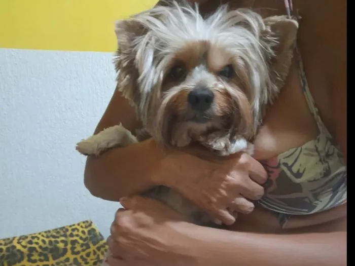 Cachorro ra a Yorkshire idade 1 ano nome Não sei