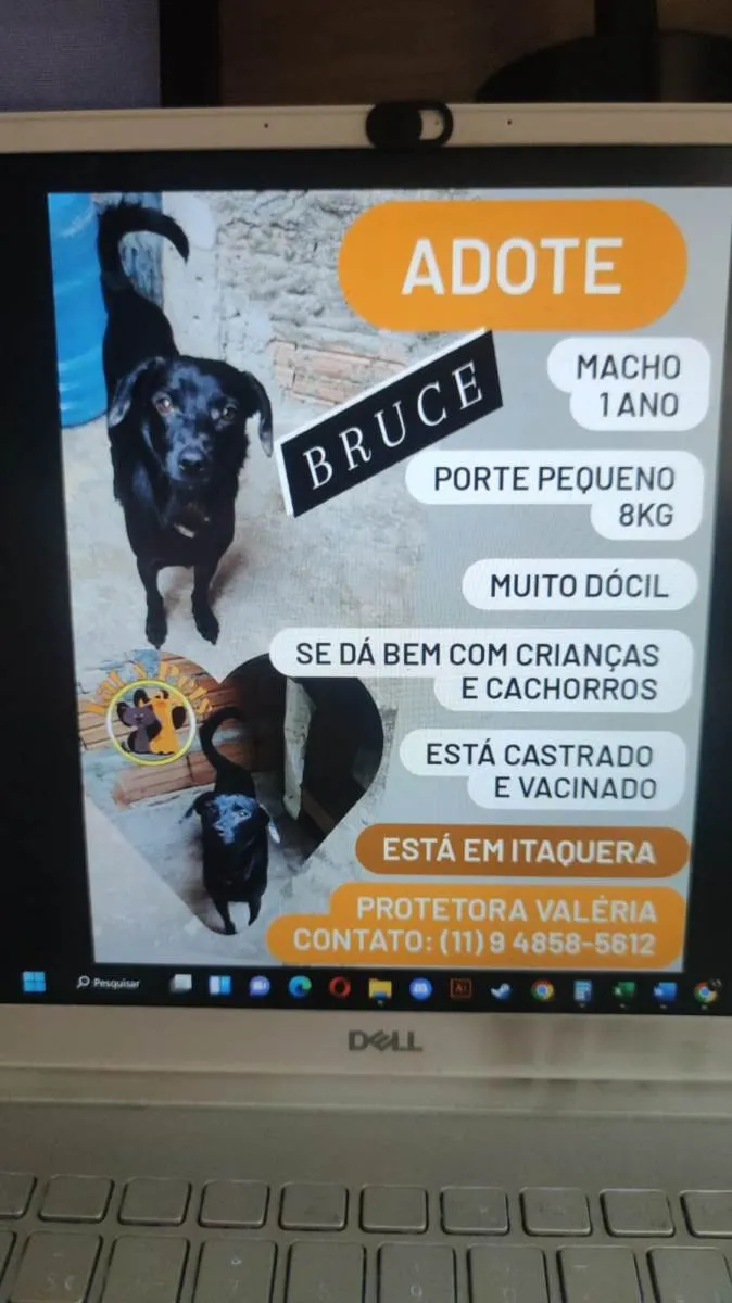 Cachorro ra a SRD-ViraLata idade 1 ano nome Bruce