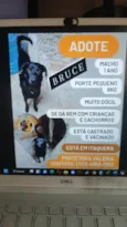 Bruce