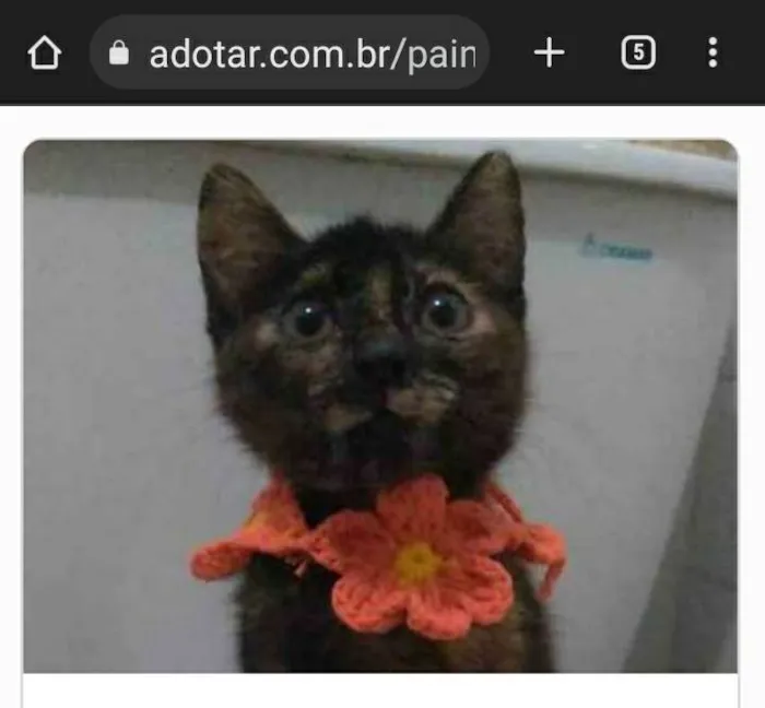 Gato ra a srd escaminha  idade 2 a 6 meses nome CACAU