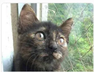 Gato raça srd escaminha  idade 2 a 6 meses nome CACAU