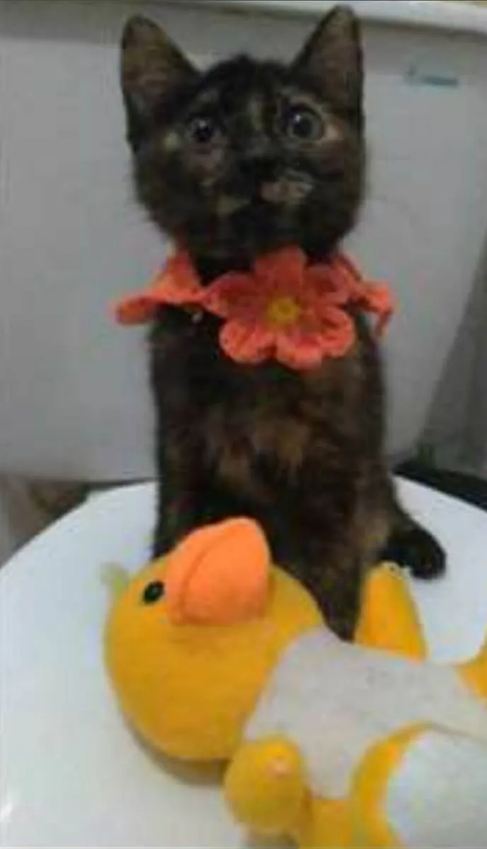 Gato ra a srd escaminha  idade 2 a 6 meses nome CACAU