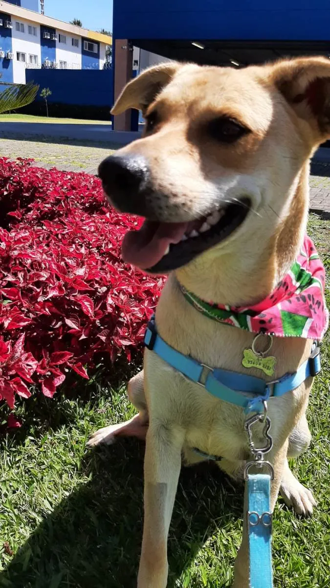 Cachorro ra a SRD-ViraLata idade 2 anos nome Não tem 