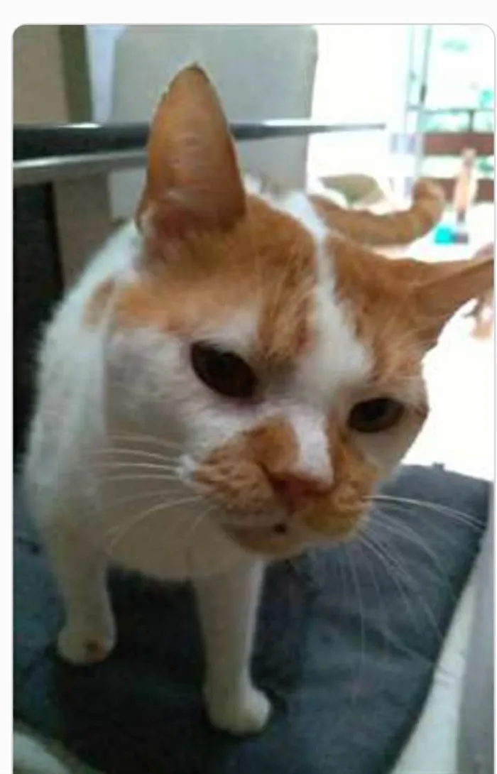 Gato ra a srd bicolor  idade 2 anos nome BRAD