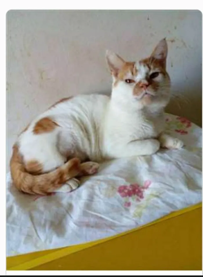 Gato ra a srd bicolor  idade 2 anos nome BRAD