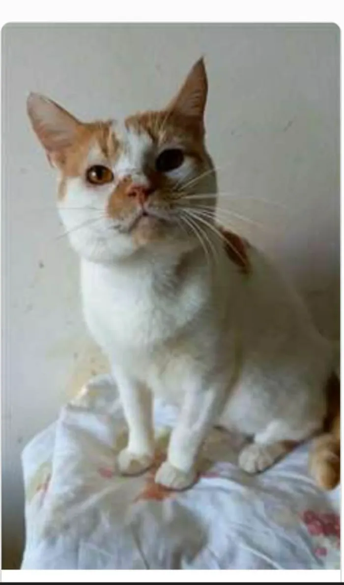 Gato ra a srd bicolor  idade 2 anos nome BRAD