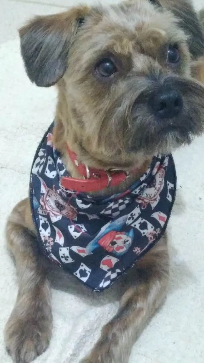 Cachorro ra a SRD-ViraLata idade 2 anos nome Gaston