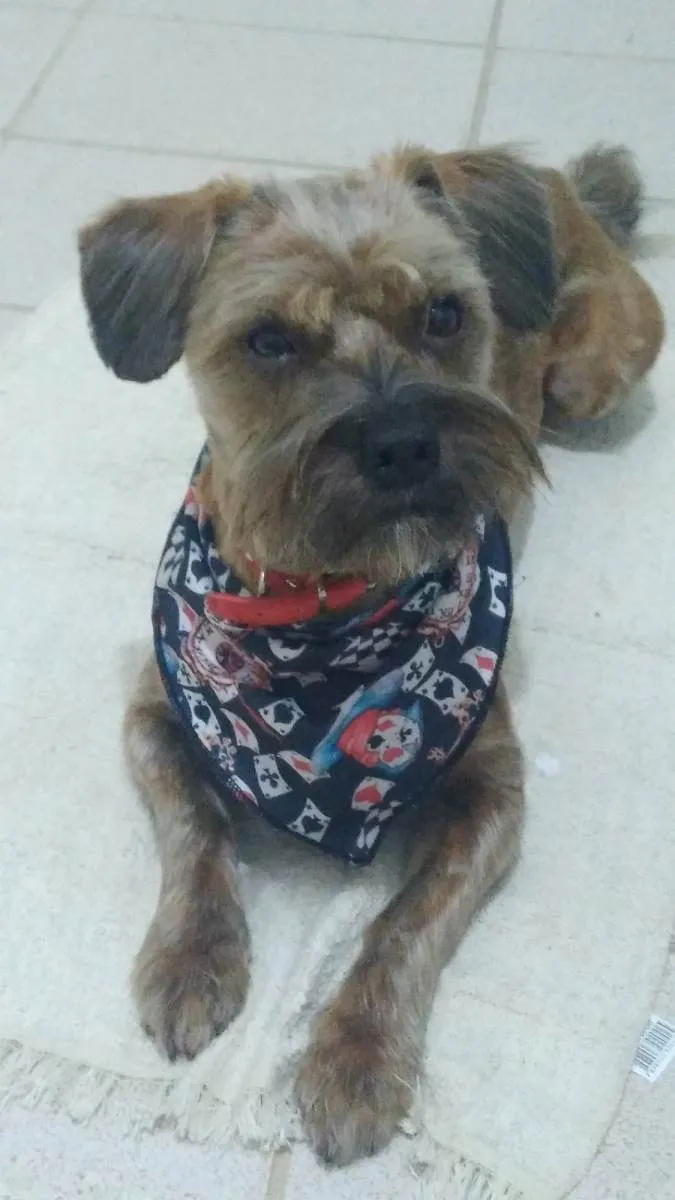 Cachorro ra a SRD-ViraLata idade 2 anos nome Gaston